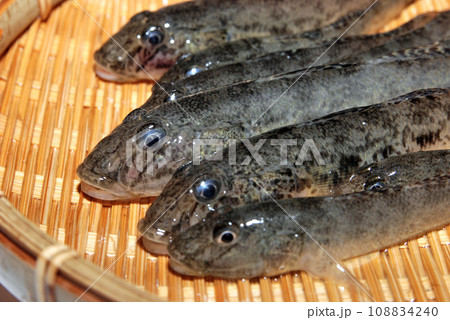 釣ったハゼをザルに盛って撮った 108834240