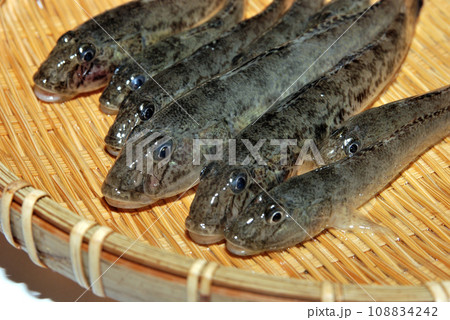 釣ったハゼをザルに盛って撮った 108834242