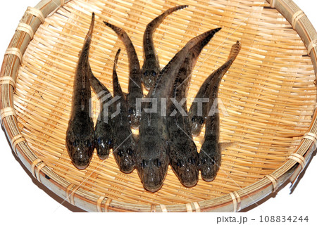 釣ったハゼをザルに盛って撮った 108834244