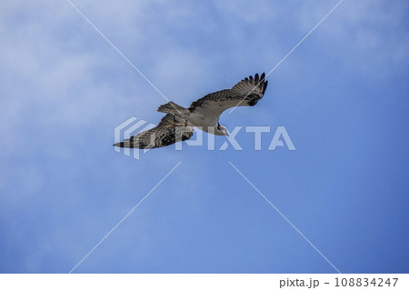 osprey or sea hawk hunting a fish from the water and flying in the deep blue sky in Baja California Sur, Mexico osprey or sea hawk hunting a fish from the water and flying in the deep blue sky in Baja California Sur, Mexico 108834247