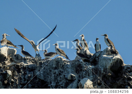 Blue-footed Booby (Sula nebouxii) on rocks, coming from Galapagos Islands, Ecuador to Baja California Sur, Mexico 108834256