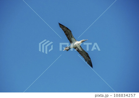 Flying Blue-footed Booby (Sula nebouxii) on rocks, coming from Galapagos Islands, Ecuador to Baja California Sur, Mexico 108834257