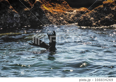 california sea lion relaxing near the rocks galapagos california sea lion relaxing near the rocks galapagos 108834269