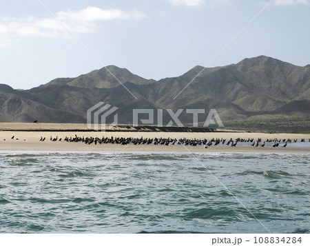 cormorant colony in puerto chale bay Magdalena Bay baja california sur, mexico 108834284