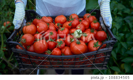 Woman holding a box of tomato crops. Fresh waxes, healthy and proper nutrition. 108834505