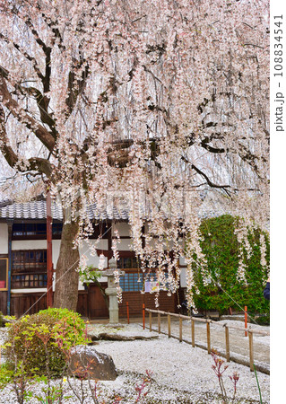 本満寺の枝垂れ桜(京都市上京区) 本満寺の枝垂れ桜(京都市上京区) 108834541