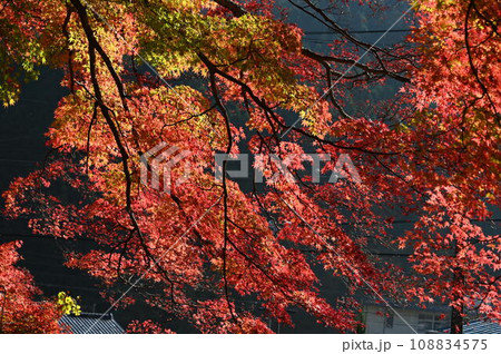美しいモミジの木 美しいモミジの木 108834575