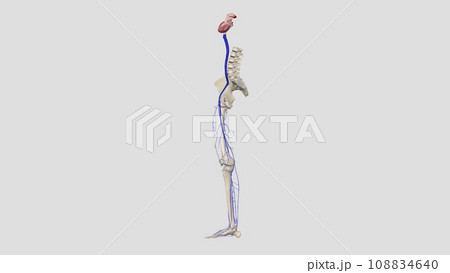 The veins of the lower limb drain deoxygenated blood and return it to the heart 108834640