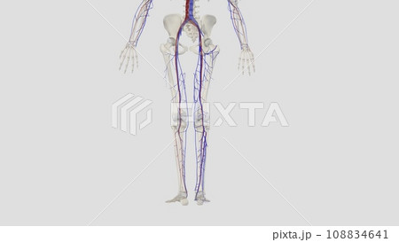 The veins of the lower limb drain deoxygenated blood and return it to the heart 108834641