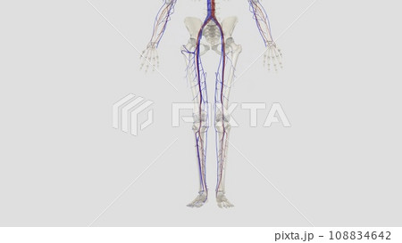 The veins of the lower limb drain deoxygenated blood and return it to the heart 108834642