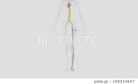 The veins of the lower limb drain deoxygenated blood and return it to the heart The veins of the lower limb drain deoxygenated blood and return it to the heart 108834647