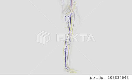 The veins of the lower limb drain deoxygenated blood and return it to the heart 108834648