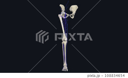 The veins of the lower limb drain deoxygenated blood and return it to the heart 108834654
