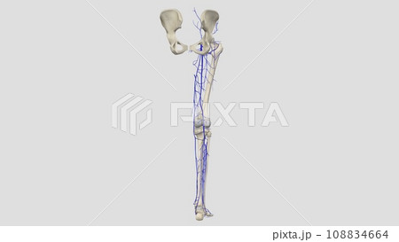 The veins of the lower limb drain deoxygenated blood and return it to the heart 108834664
