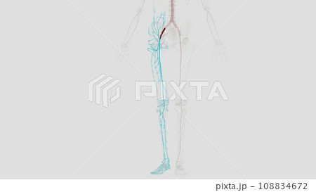 The external iliac artery provides the main blood supply to the legs. The external iliac artery provides the main blood supply to the legs. 108834672