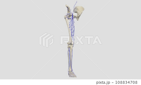 In the human body, the femoral vein is the vein that accompanies the femoral artery in the femoral sheath In the human body, the femoral vein is the vein that accompanies the femoral artery in the femoral sheath 108834708