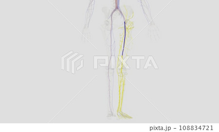 In the human body, the femoral vein is the vein that accompanies the femoral artery in the femoral sheath 108834721