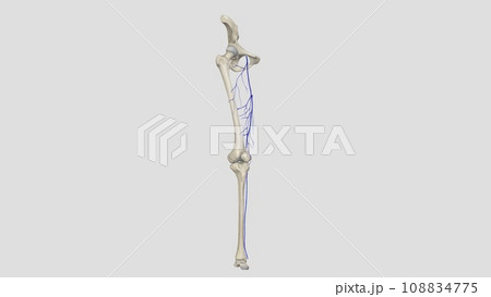 The great saphenous vein is a large superficial vein of the lower limb 108834775