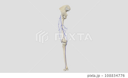 The great saphenous vein is a large superficial vein of the lower limb 108834776