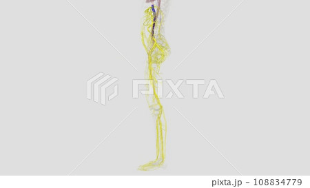 The inferior vena cava is a large vein that carries the deoxygenated blood from the lower The inferior vena cava is a large vein that carries the deoxygenated blood from the lower 108834779