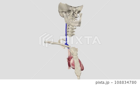 The internal jugular vein is a paired venous structure that collects blood from the brain, 108834780