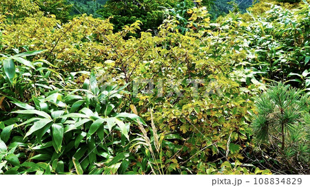 東北地方青森八甲田山のタニウツギ 東北地方青森八甲田山のタニウツギ 108834829