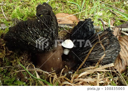 きのこワールド　ヤグラタケ　キノコの上の生えるキノコ 108835003