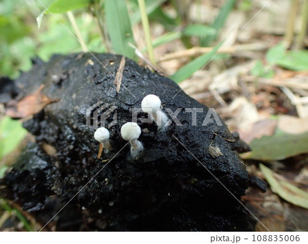 きのこワールド　ヤグラタケ　キノコの上の生えるキノコ 108835006