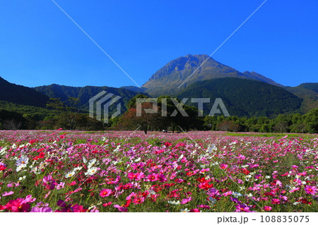 【長崎県】しまばら火張山花公園のコスモスと雲仙普賢岳 【長崎県】しまばら火張山花公園のコスモスと雲仙普賢岳 108835075