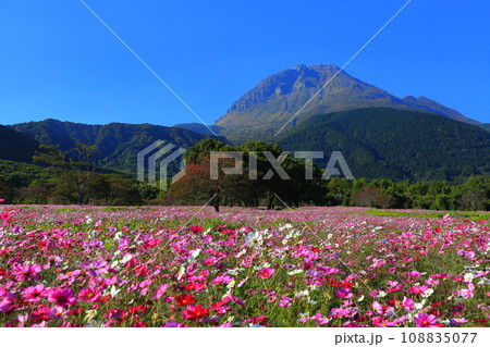【長崎県】しまばら火張山花公園のコスモスと雲仙普賢岳 【長崎県】しまばら火張山花公園のコスモスと雲仙普賢岳 108835077