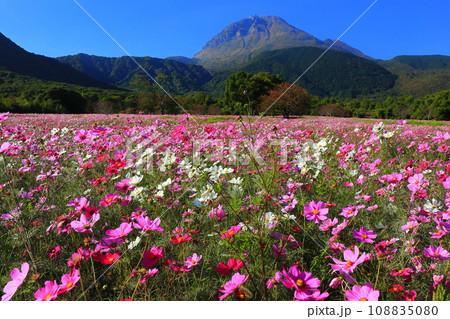 【長崎県】しまばら火張山花公園のコスモスと雲仙普賢岳 108835080