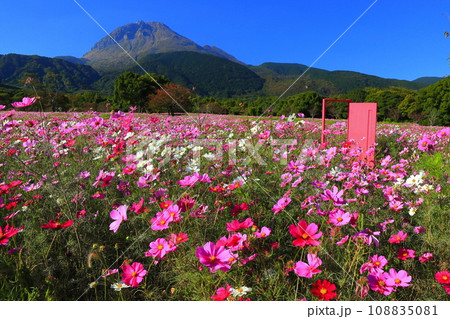 【長崎県】しまばら火張山花公園のコスモスと雲仙普賢岳 【長崎県】しまばら火張山花公園のコスモスと雲仙普賢岳 108835081