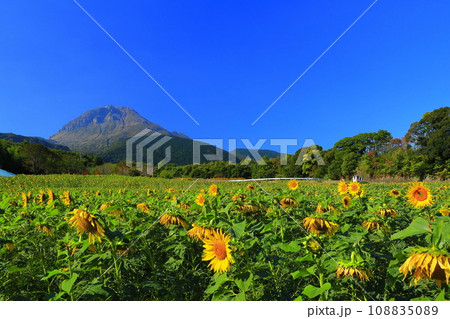 【長崎県】しまばら火張山花公園の遅咲きヒマワリと雲仙普賢岳 【長崎県】しまばら火張山花公園の遅咲きヒマワリと雲仙普賢岳 108835089