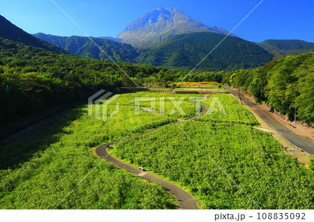 【長崎県】しまばら火張山花公園の遅咲きヒマワリと雲仙普賢岳 【長崎県】しまばら火張山花公園の遅咲きヒマワリと雲仙普賢岳 108835092