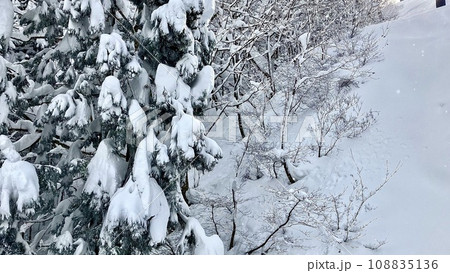 神立スノーリゾート　雪が降り積もった杉林 108835136
