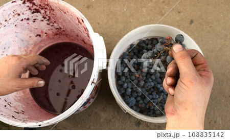 farmer's hands take a bunch of red grapes from one white bucket and pick the berries into another plastic container, the process of sorting grapes for making red wine farmer's hands take a bunch of red grapes from one white bucket and pick the berries into another plastic container, the process of sorting grapes for making red wine 108835142