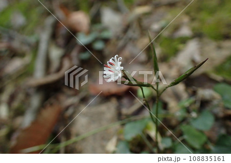 キク科キッコウハグマの花 108835161