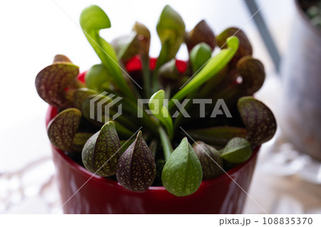 食虫植物 108835370