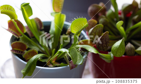 食虫植物のハエトリソウ 108835375