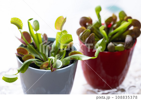 食虫植物のハエトリソウ 食虫植物のハエトリソウ 108835378