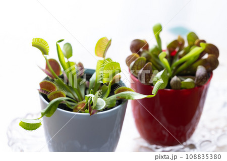 食虫植物のハエトリソウ 108835380
