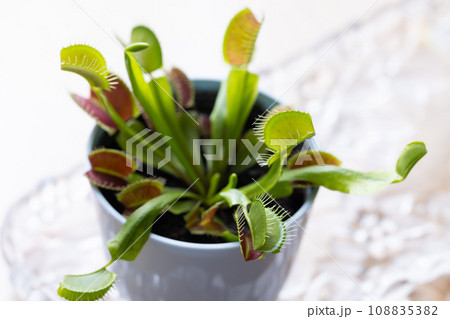 食虫植物のハエトリソウ 食虫植物のハエトリソウ 108835382