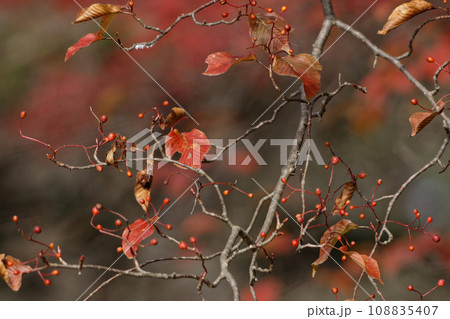 バラ科アズキナシの紅葉と果実 108835407