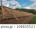 稲木掛けのある風景 108835521