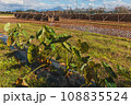 里芋の畑と稲掛け風景 108835524