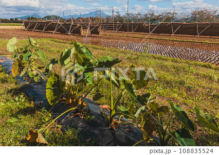 里芋の畑と稲掛け風景 里芋の畑と稲掛け風景 108835524