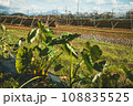 サトイモ畑と稲干しの風景 108835525