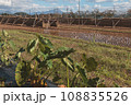 里芋栽培と稲のはぜ掛け 108835526