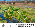 サトイモ栽培と稲のはぜ掛け 108835527
