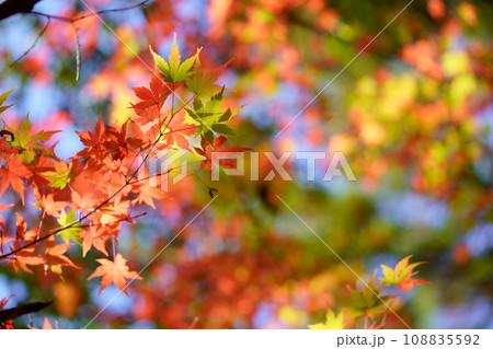 木漏れ日に輝くかえでの紅葉 木漏れ日に輝くかえでの紅葉 108835592